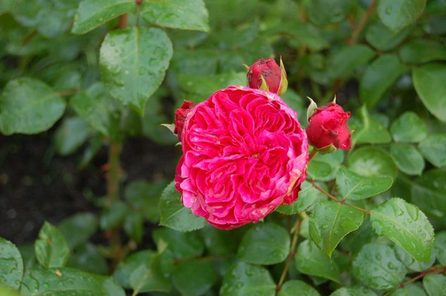 Ο Δίας διάλεγε τα τριαντάφυλλα για μια βασίλισσα, έγραφε η Σαπφώ - σας παρουσιάζουμε παράδεισους με τριανταφυλλιές όλων των χρωμάτων από τη Γαλλία που φημίζεται για την κηπουρική της! (φωτό) - Κυρίως Φωτογραφία - Gallery - Video