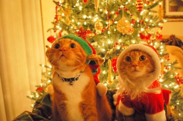 Οι γάτες δεν αγαπούν τα Χριστούγεννα; Δείτε το απολαυστικό βίντεο που αποδεικνύει ότι οι γιορτές δεν είναι και το καλύτερό τους!! - Κυρίως Φωτογραφία - Gallery - Video