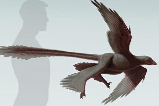 Κίνα: Ανακαλύφθηκε φτερωτός δεινόσαυρος ηλικίας 125 εκατομμυρίων ετών! (φωτό) - Κυρίως Φωτογραφία - Gallery - Video