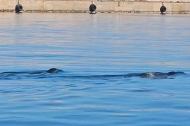 Φώκιες κολυμπούν στο λιμάνι του Ηρακλείου στην Κρήτη - Ανενόχλητες κάνουν τις βουτιές τους! - Κυρίως Φωτογραφία - Gallery - Video