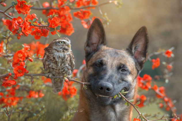Υπέροχο! Δείτε τη μοναδική φιλία μεταξύ ενός σκυλάκου και μιας κουκουβάγιας - Φαίνεται απίστευτο κι'όμως ισχύει - Κυρίως Φωτογραφία - Gallery - Video