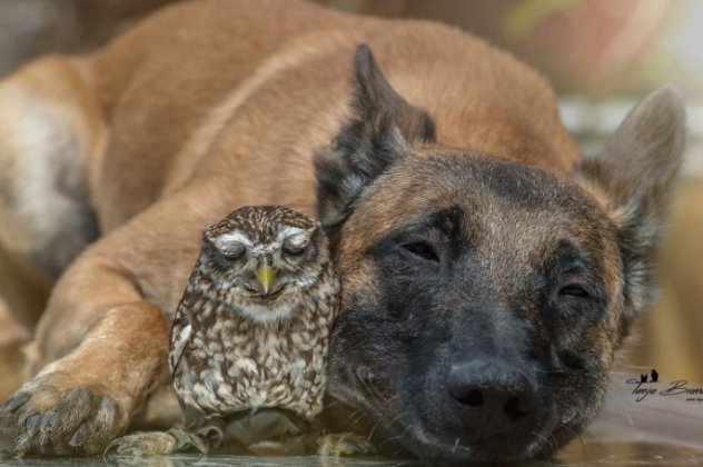 Υπέροχο! Δείτε τη μοναδική φιλία μεταξύ ενός σκυλάκου και μιας κουκουβάγιας - Φαίνεται απίστευτο κι'όμως ισχύει - Κυρίως Φωτογραφία - Gallery - Video