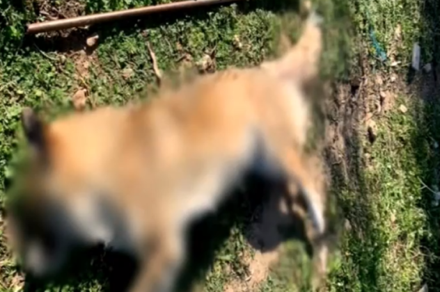 Κτηνωδία στα Μέγαρα: Κακοποίησαν με μεταλλική ράβδο και πυροβόλησαν σκύλο - Το ζώο υπέκυψε από εσωτερική αιμορραγία (βίντεο) - Κυρίως Φωτογραφία - Gallery - Video