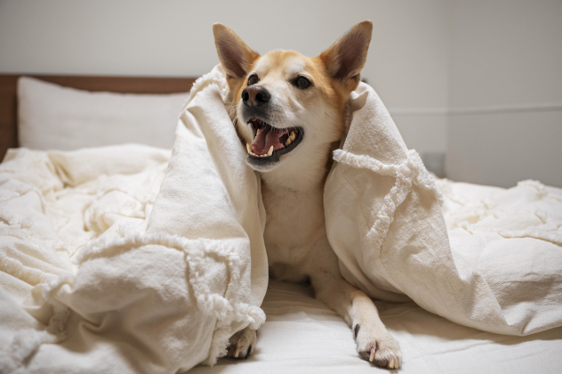 6 καλοί λόγοι για να αφήσετε το σκυλάκι σας να κοιμηθεί μαζί σας! Είναι αποδεδειγμένο ότι μειώνουν το άγχος, την κατάθλιψη & τη μοναξιά - Κυρίως Φωτογραφία - Gallery - Video