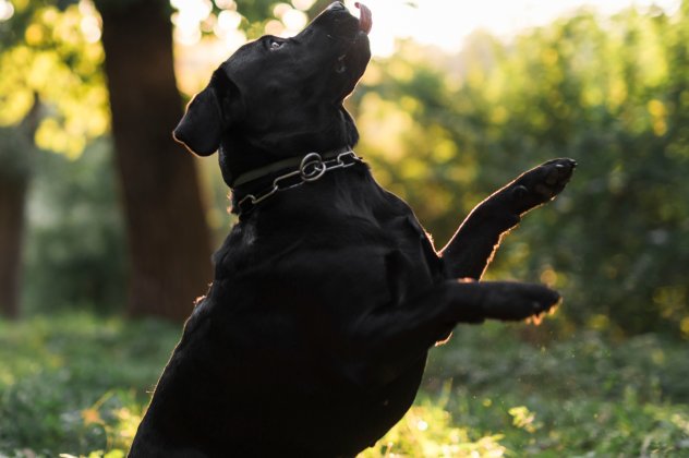 Τί είναι το σύνδρομο του μαύρου σκύλου & γιατί απασχολεί τους ειδικούς ; Μα είναι τόσο αξιολάτρευτα - Όπως όλα άλλωστε ! - Κυρίως Φωτογραφία - Gallery - Video