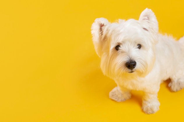 Ποιες είναι οι συχνότερες ασθένειες για τα μικρόσωμα σκυλάκια και πώς μπορεί να γίνει η έγκαιρη πρόληψη ; - Κυρίως Φωτογραφία - Gallery - Video