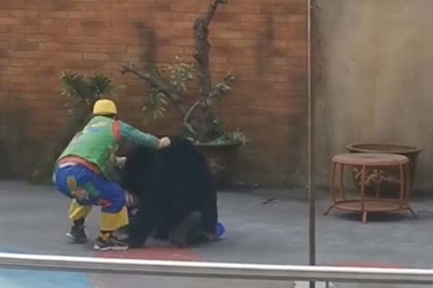 Βίντεο Σοκ: Πανικός σε τσίρκο στην Κίνα - Αρκούδα επιτίθεται και δαγκώνει το θηριοδαμαστή της   - Κυρίως Φωτογραφία - Gallery - Video