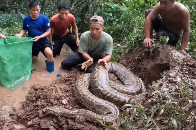 Ανακόντα στον Αμαζόνιο τρομάζει! Το μεγαλύτερο φίδι στον κόσμο - Φτάνει τα 7,5 μέτρα ζυγίζει 500 κιλά (βίντεο) - Κυρίως Φωτογραφία - Gallery - Video