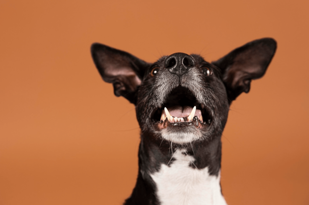 Γρύλισμα σκύλου: Τι μπορεί να σημαίνει; Ας διαχωρίσουμε λοιπόν πότε είναι σημάδι επιθετικότητας, άγχους ή φόβου - Κυρίως Φωτογραφία - Gallery - Video
