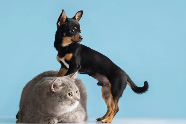 Η αιώνια κόντρα μεταξύ σκυλόφιλων και γατόφιλων ! Ποιό κατοικίδιο είναι προτιμότερο - Γάτα ή σκύλος; - Κυρίως Φωτογραφία - Gallery - Video