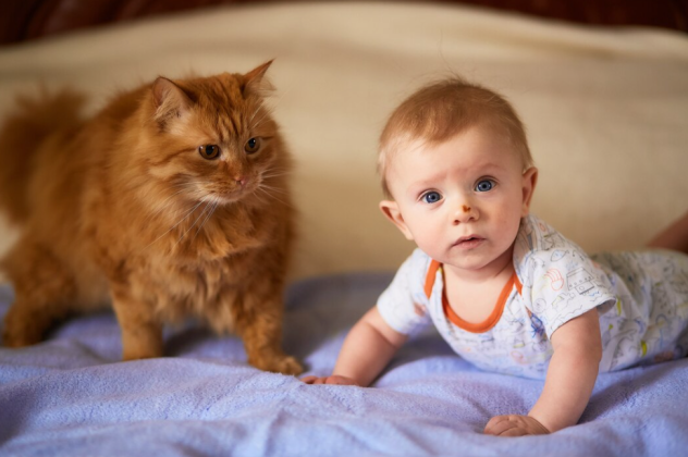 Αυτές είναι οι 5 συμπεριφορές μιας γάτας που μοιάζουν με αυτές ενός μωρού - Τις έχετε παρατηρήσει ; - Κυρίως Φωτογραφία - Gallery - Video