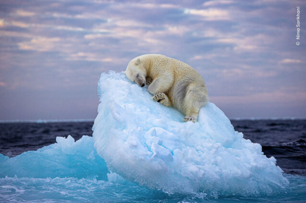 Δείτε την απίστευτη “ωραία κοιμωμένη” πολική αρκούδα - Ο φακός την έπιασε να κοιμάται ήρεμη σε ένα κομμάτι πάγου (φωτό) - Κυρίως Φωτογραφία - Gallery - Video