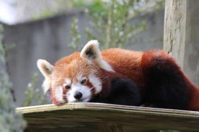 Γνωρίζετε τα κόκκινα panda ; Είναι πανέμορφα, με υπέροχο τρίχωμα, θυμίζουν λούτρινο αρκουδάκι ! - Κυρίως Φωτογραφία - Gallery - Video