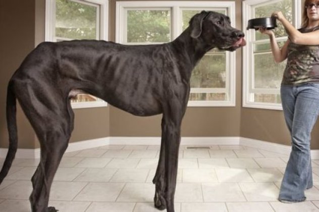 Έφυγε από τη ζωή ο Δίας, ο ψηλότερος σκύλος του κόσμου - Ξεπερνούσε το 1 μέτρο και 30 εκατοστά! (φωτό - βίντεο) - Κυρίως Φωτογραφία - Gallery - Video