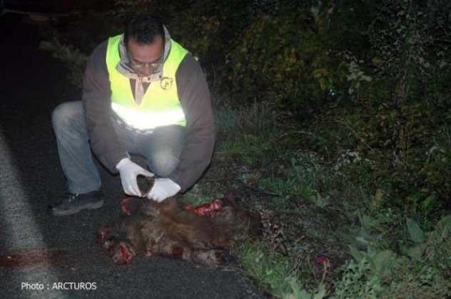 Ακόμα ένα αρκουδάκι νεκρό σε τροχαίο... - Κυρίως Φωτογραφία - Gallery - Video