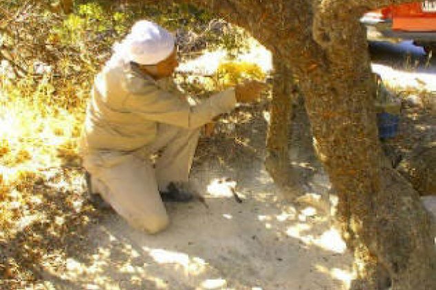 Η μαστίχα Χίου υποψήφια για τη λίστα ''παγκόσμιας άυλης πολιτιστικής κληρονομιάς'' από την UNESCO - Κυρίως Φωτογραφία - Gallery - Video