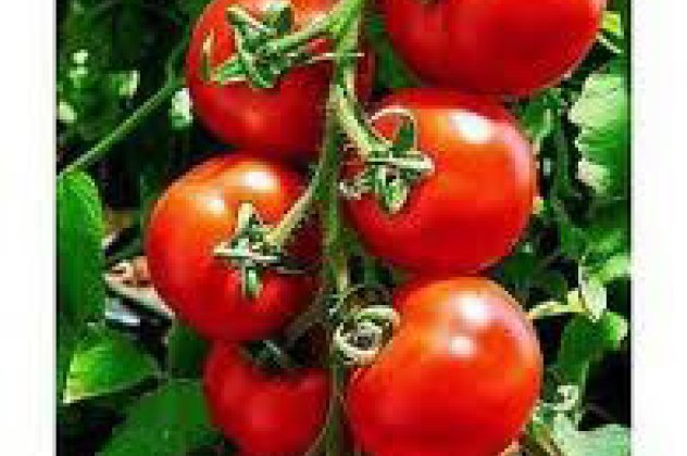 Κι όμως, οι ντομάτες βιολογικής καλλιέργειας περιέχουν περισσότερες ευεργετικές ουσίες! - Κυρίως Φωτογραφία - Gallery - Video