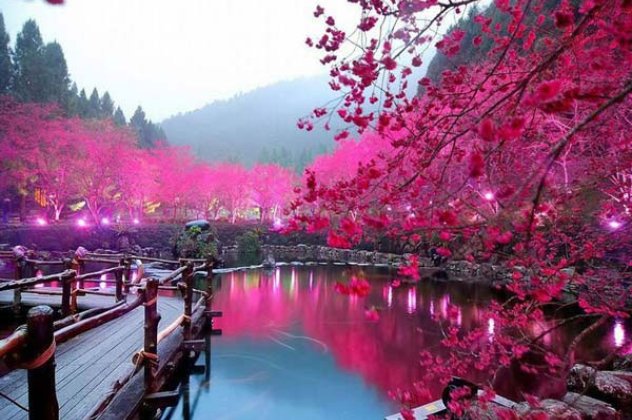 Ανοιξιάτικες εικόνες από την «λίμνη με τις κερασιές»! - Κυρίως Φωτογραφία - Gallery - Video