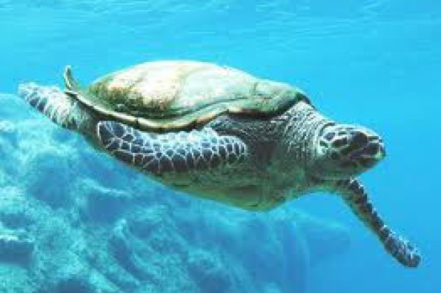 Δραματική μείωση των θαλασσίων χελωνών στην Κρήτη με κίνδυνο εξαφάνισης - Η έκθεση του «Αρχελών»για το 2012 - Κυρίως Φωτογραφία - Gallery - Video