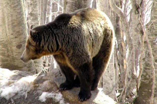 Ο Κυριάκος κι ο Μανώλης, οι 2 από τις 12 αρκούδες του Νυμφαίου ξύπνησαν κι άρχισαν τις βόλτες-μια τόσο ωραία είδηση! - Κυρίως Φωτογραφία - Gallery - Video