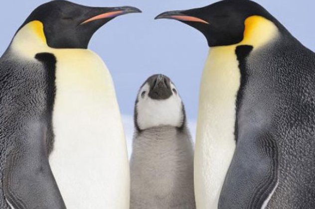 Σίδνεϊ: 44.000 πουλόβερ συγκεντρώθηκαν για να ζεστάνουν 32.00 πιγκουίνους - Κυρίως Φωτογραφία - Gallery - Video
