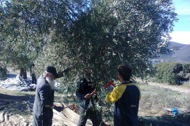 Να και ένας Μητροπολίτης ο Θηβών καλό παράδειγμα : μαζεύει ελιές για τους φτωχούς - Κυρίως Φωτογραφία - Gallery - Video