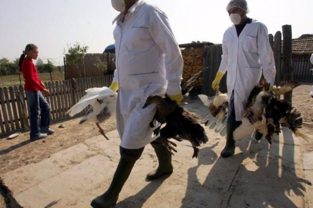 Επιφυλακή και στην Ελλάδα για τη γρίπη των πτηνών  - Κυρίως Φωτογραφία - Gallery - Video