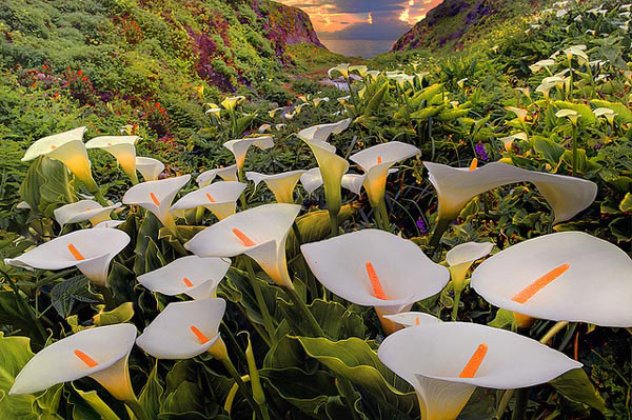 Και η κοιλάδα της Santa Lucia γέμισε ολόλευκους κρίνους για να τέρψει τα μάτια σας - Δείτε εκπληκτικές εικόνες  - Κυρίως Φωτογραφία - Gallery - Video