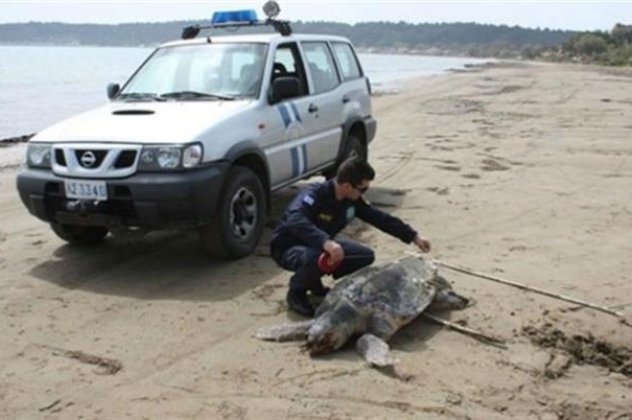 Η θάλασσα ξέβρασε μια τεράστια χελώνα καρέτα-καρέτα 2 μέτρα!‏ - Κυρίως Φωτογραφία - Gallery - Video