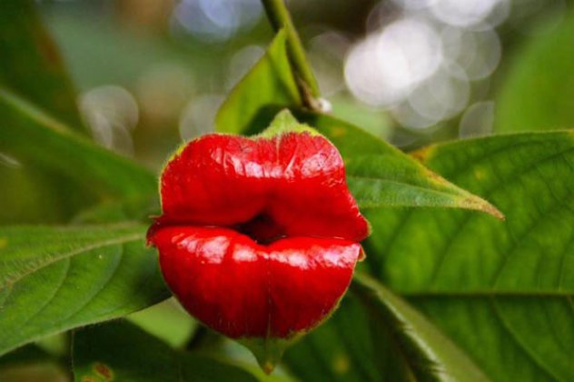 Psychotria Elata: Προσοχή μην μπερδευτείτε και το φιλήσετε γιατί... δαγκώνει! (φωτό) - Κυρίως Φωτογραφία - Gallery - Video