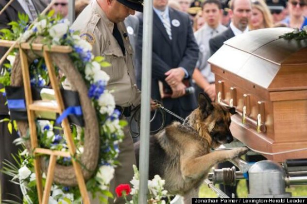 Ο συγκινητικός και τόσο «ανθρώπινος» αποχαιρετισμός του αστυνομικού σκύλου Φίγκο στο αφεντικό του που σκοτώθηκε στο καθήκον (φωτό) - Κυρίως Φωτογραφία - Gallery - Video
