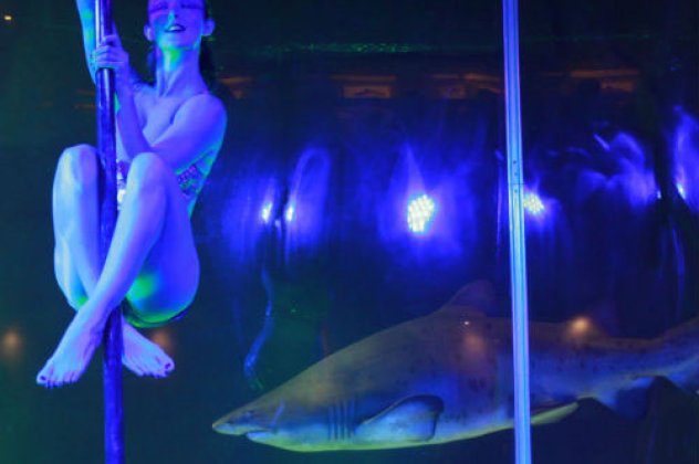 Pole dancing : Η νέα μόδα για την γυμναστική των γυναικών σε ενυδρείο με καρχαρίες!  - Κυρίως Φωτογραφία - Gallery - Video