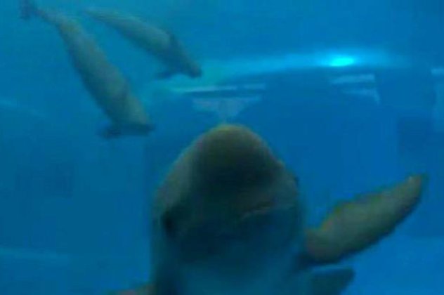 Save the smiling dolphin: Σε εξαφάνιση το δελφίνι που χαμογελά! (βίντεο)  - Κυρίως Φωτογραφία - Gallery - Video