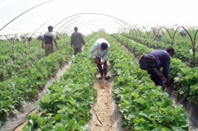 Ηλεία: Ούτε 10 Έλληνες δεν έκαναν αίτηση για τις 4250 που προκήρυξε ο ΟΑΕΔ για το μάζεμα της φράουλας!‏ - Κυρίως Φωτογραφία - Gallery - Video