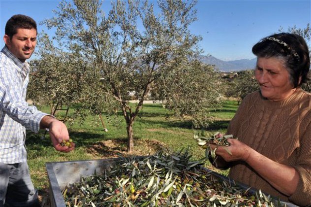 Good news: Το ελληνικό ελαιόλαδο κερδίζει έδαφος - 10% αύξηση εξαγωγών χάρις και στην μείωση παραγωγής της Ισπανίας!‏ - Κυρίως Φωτογραφία - Gallery - Video