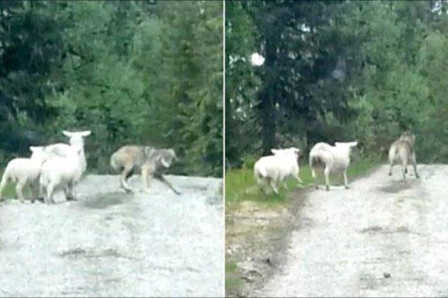 Το βίντεο που κάνει το γύρο του διαδικτύου με τον επιτιθέμενο λύκο να τρέπεται σε φυγή από τα... πρόβατα! Διδακτικότατο!  - Κυρίως Φωτογραφία - Gallery - Video