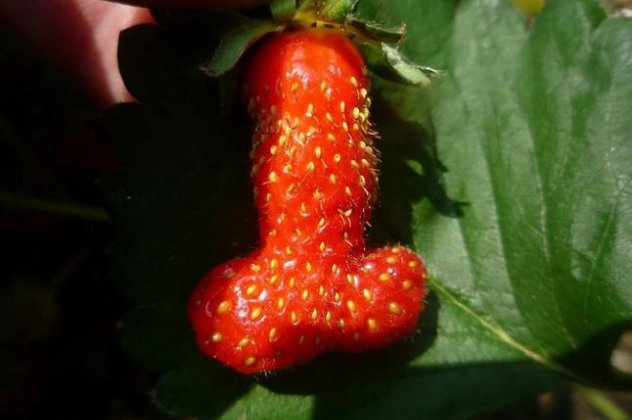 Smile: Μία γιγαντιαία φράουλα μοιάζει με... Ωχ, κοκκίνισα! Δείτε την! - Κυρίως Φωτογραφία - Gallery - Video