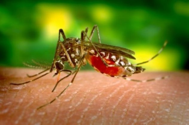 Προσοχή: Τα μισά κουνούπια στην Ελλάδα είναι μολυσμένα με τον ιό του Δυτικού Νείλου! - Κυρίως Φωτογραφία - Gallery - Video
