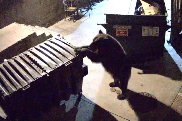 Εκπληκτικό βίντεο: Δείτε μια αρκούδα που αναζητώντας φαγητό, «κλέβει» ολόκληρο κάδο απορριμμάτων από εστιατόριο! (φωτό & βίντεο) - Κυρίως Φωτογραφία - Gallery - Video