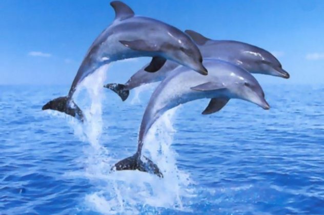 Tα δελφίνια έχουν εξαιρετική μνήμη, την πιο ισχυρή μετά τον άνθρωπο !  - Κυρίως Φωτογραφία - Gallery - Video