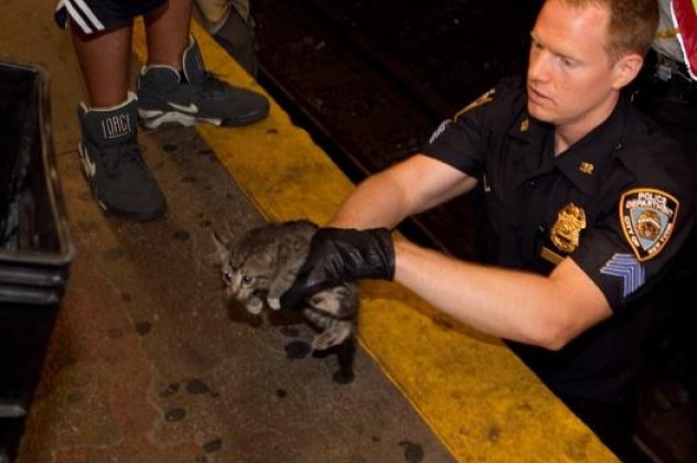 Δύο γατάκια «έκλεισαν» για 2 ώρες το μετρό της Νέας Υόρκης-Είχαν χαθεί στις γραμμές (φωτογραφίες) - Κυρίως Φωτογραφία - Gallery - Video