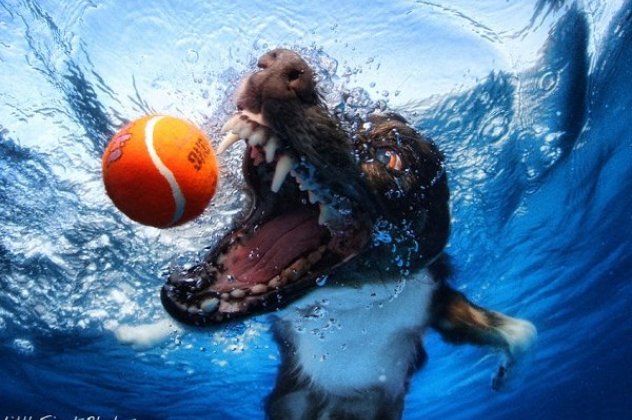 Εκπληκτικές φωτογραφίες με πρωταγωνιστές σκυλιά που κάνουν βουτιές στο νερό για να πιάσουν το μπαλάκι απαθανάτισε ο Seth Casteel! (φωτό) - Κυρίως Φωτογραφία - Gallery - Video