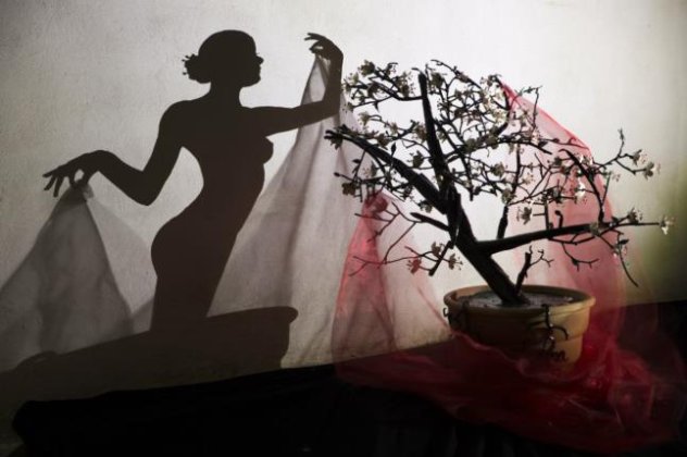  Ο Teodosio Sectio Aurea δίνει ζωή στα παλιά κομμάτια σιδήρου και ''ζωγραφιζει'' ένα έργο τέχνης την Akina χρησιμοποιώντας ως «μπογιά» την σκιά από τα κλαδιά και εντυπωσιακά ανθισμένα πέταλα! - Κυρίως Φωτογραφία - Gallery - Video