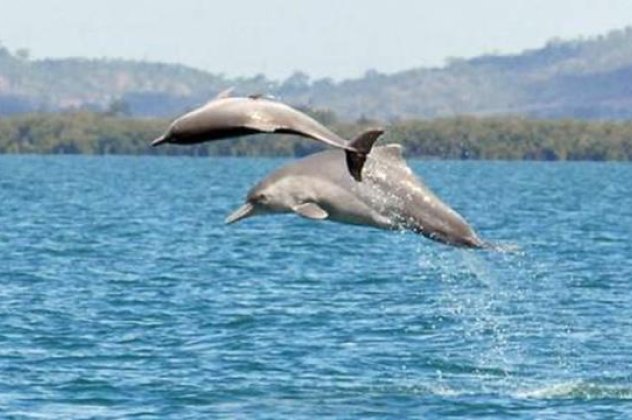 Νέο δελφίνι - καμπούρης ανακάλυψαν στην Αυστραλία! (φωτό) - Κυρίως Φωτογραφία - Gallery - Video