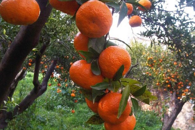 Το φανταστικό μανταρίνι Χίου έγινε ΠΟΠ και το αξίζει! - Κυρίως Φωτογραφία - Gallery - Video