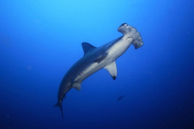 Ανακάλυψαν νέο είδος σφυροκέφαλου καρχαρία στον Ατλαντικό - Κυρίως Φωτογραφία - Gallery - Video