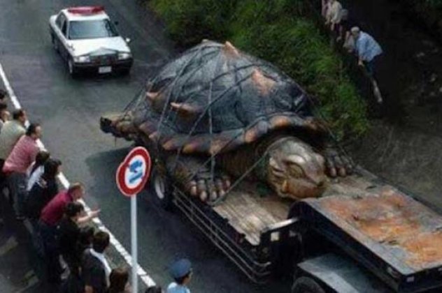 Απίστευτο κι όμως αληθινό - Βρέθηκε γιγάντια χελώνα βάρους σχεδόν 360 κιλών! (φωτό) - Κυρίως Φωτογραφία - Gallery - Video