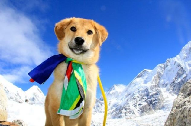 Αυτός είναι ο Ruppe, ο πρώτος σκύλος που κατέκτησε Έβερεστ! (φωτογραφίες) - Κυρίως Φωτογραφία - Gallery - Video