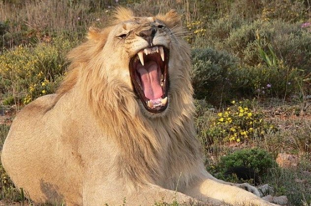 Αρσενικό λιοντάρι επιτέθηκε και σκότωσε την λέαινα του σε ζωολογικό κήπο! (βίντεο)‏ - Κυρίως Φωτογραφία - Gallery - Video