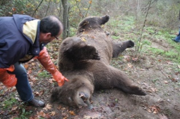 Νεκρή μια αρσενική αρκούδα  20 χρονών και βάρους  200-250 κιλών από πυροβόλο στην Καλαμπάκα (φωτό) - Κυρίως Φωτογραφία - Gallery - Video